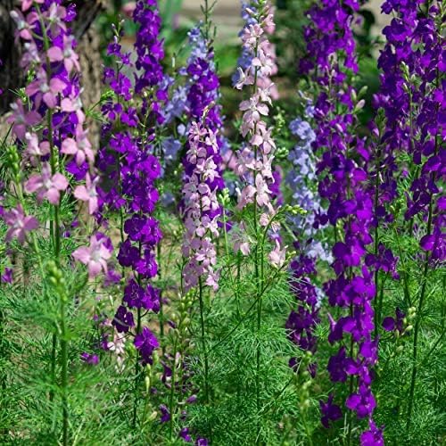 Outsidepride Mixed Rocket Larkspur Seeds for Planting Outdoors - 1/4 Lb. Annual, Self-Seeding, Heat & Drought Tolerant Wildflower Seeds for Cut Flower Arrangements & Pollinator Gardens