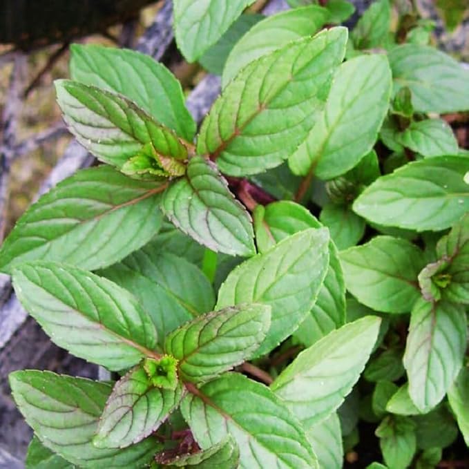 Chocolate Mint Plants Live Indoors Outdoors, Chocolate Mint Live Plant Fresh Herb Mint Plant, Chocolate Mint Plant, Fresh Herb Mint Plant, Potted Mint