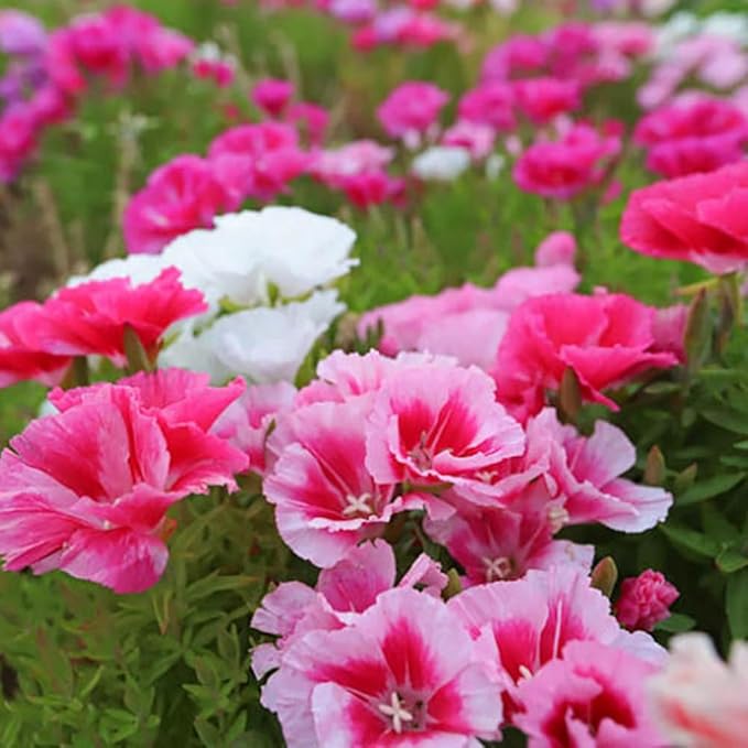 100 Dwarf Godetia Seeds Clarkia Amoena Seeds Pink Garden Flowers for Planting Easy to Grow Outdoor Home Garden