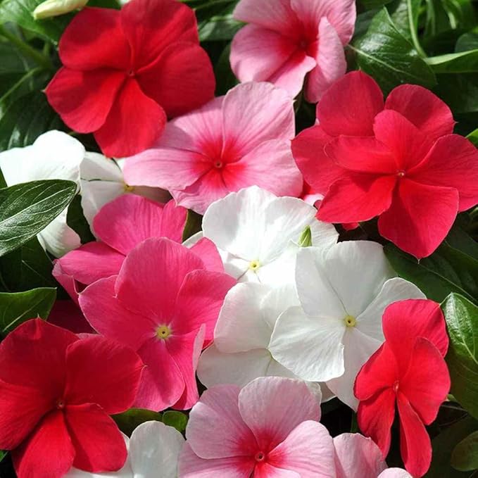 Outsidepride Mix Periwinkle Seeds for Planting – 2000 Pcs Annual, Fast-Blooming, Heat & Drought Tolerant Vinca Flower Seeds with Vibrant Colors Ideal for Gardens, Beds, Borders & Containers