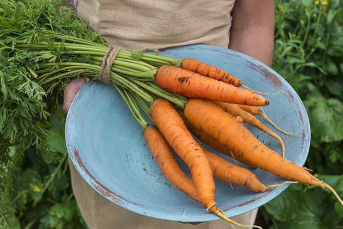 Carrot Napoli Hybrid Pkt - Approx. 500 Seeds per Pack