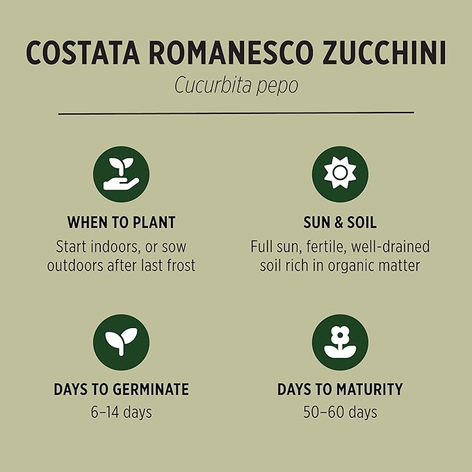 Banyan Botanicals Organic Zucchini Seeds – Costata Romanesco Zucchini Seeds – Great for Cooking, Baking, or Zucchini Noodles – 25 Count – Open Pollinated Non-GMO Easy-to-Grow