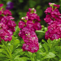 Outsidepride Ten Week Deep Rose Mattiola Stock Seeds - 1000 Pcs Annual Flower Seeds for Planting with Fragrant Blooms that Attract Pollinators, Compact Growth, for Cut Flower Arrangements & Containers