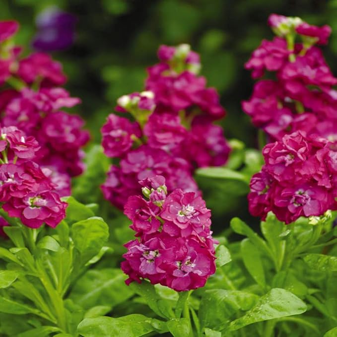 Outsidepride Ten Week Deep Rose Mattiola Stock Seeds - 1000 Pcs Annual Flower Seeds for Planting with Fragrant Blooms that Attract Pollinators, Compact Growth, for Cut Flower Arrangements & Containers