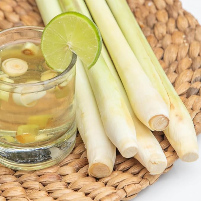 Lemongrass Live Plants, Lemongrass Plants Live, Lemon Grass Live Plant, Well Rooted Lemongrass Herb Seedling for Outdoor Growing, 4 to 6 Inches Tall (Set 5)