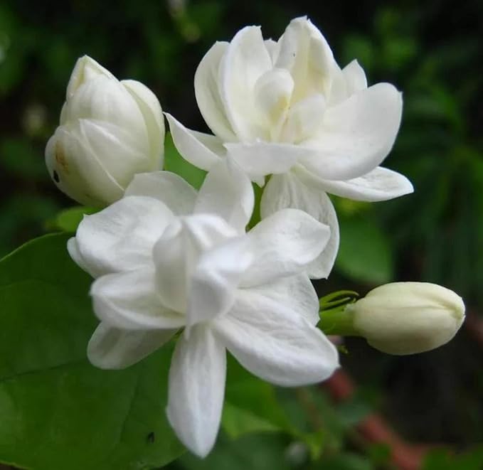 200+ Climbing Jasmine Flower Seeds for Planting Fragrant Plant Seeds Non-GMO Garden Home Jasmine Garden Balcony Climbing Flower