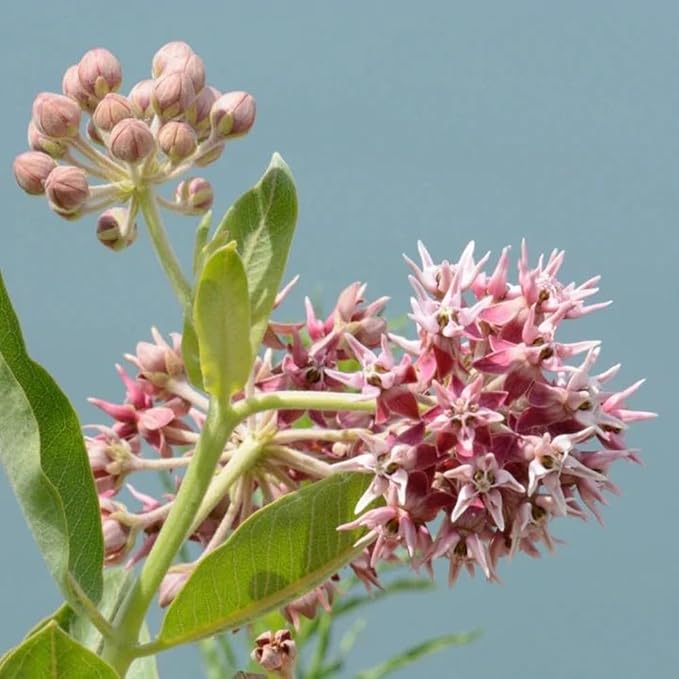 100 Showy Milkweed Seeds, Asclepias Speciosa, by Seeds2Go
