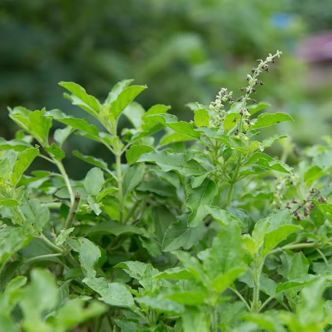 2 Pots Tulsi Holy Basil Live Plants, 4 Inch Pot, 6 to 8 Inc Heirloom Basil Herb Live Plants, Herb Potted Perennial Seedlings