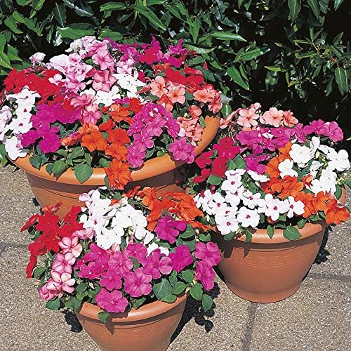 KIRA SEEDS - Seeds Busy Lizzie Mix Balsam - Impatiens walleriana - Perennial Flowers for Planting - GMO Free