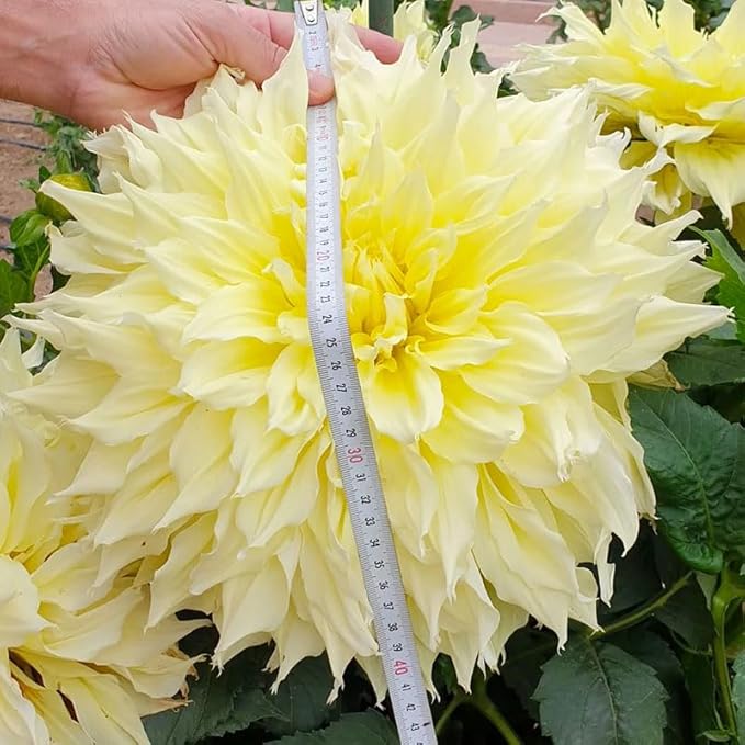 Mix Giant Dahlia Seeds for Planting -1100 Pcs Annual Flower Seeds with Colorful Blooms for Containers