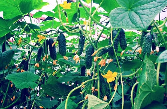 Seeds Cucumber Envy of The Neighbors F1 Open-Pollinated / 50 Days/Non GMO/Heirloom