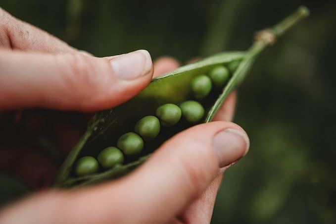 Champion of England Climbing Pea - 50 Seeds - Popular English Pea, Great for Trellises, Non-GMO Heirloom Shelling Pea Seeds for Planting in The Home Garden, Thresh Seed Company, Green