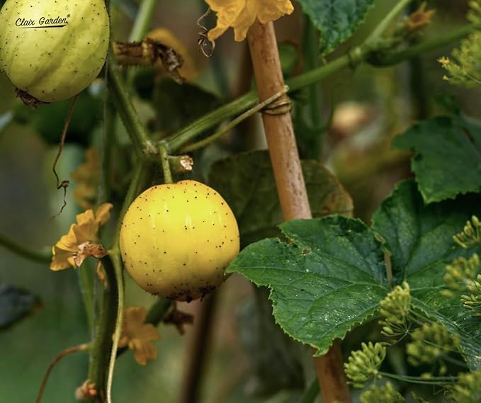 Lemon Cucumber Seeds - 100 Heirloom, Non-GMO Seeds, Excellent for Any Home Garden, Simple to Grow, Delicious Flavor, Quick Grow Cycle