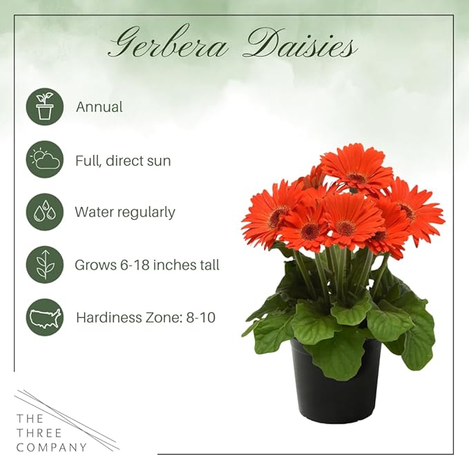 Live Flowering Gerbera Daisies - Orange (2 Plants Per Pack) - Beautiful Spring Flowers - 12" Tall by 5" Wide in 1 Qt Pot