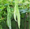 20 Buag Ngu Snake Gourd Seeds | Chichinda Padwal White Green Luffa Squash Bitter Melon Asian Vegetable Seed