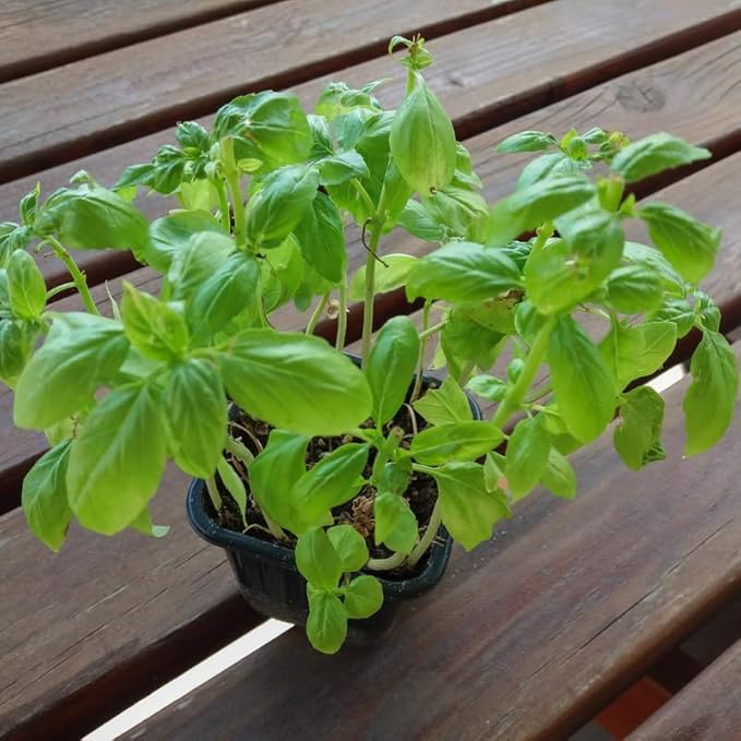 3 Sweet Basil Live Plants, Live Basil Herb Plant, Ready to Grow Indoor Outdoor 3-5 Inches, Well Rooted Herbs