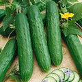 Park Seed Variety of Cucumber Seeds, Planting Cucumbers, Vegetable Seeds, Easy to Grow, Non-GMO, Perfect for Harvesting, Saladmore Bush Hybrid, Pack of 30
