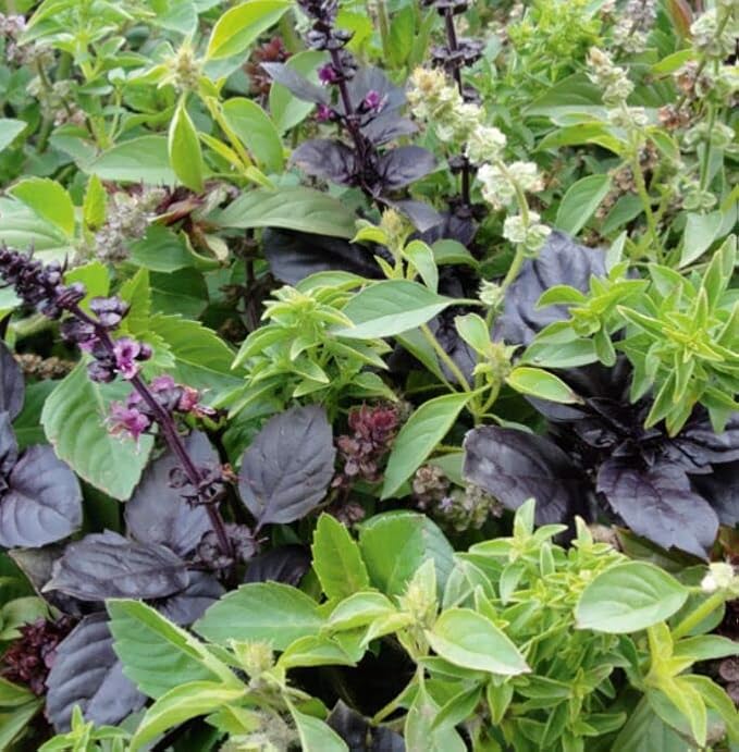 Seeds Basil Mix (Red, Green, Purple, Genovese, Corsican, Lemon, Lime) Indoor Sweet Heirloom Herbs Non GMO
