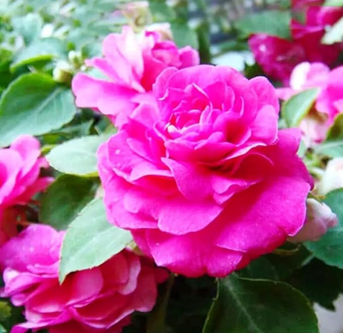 100PCS Double Camelia Impatiens Seeds Mixed Color Balsamina Impatiens Flower Shade Garden Seeds Bee Butterflies