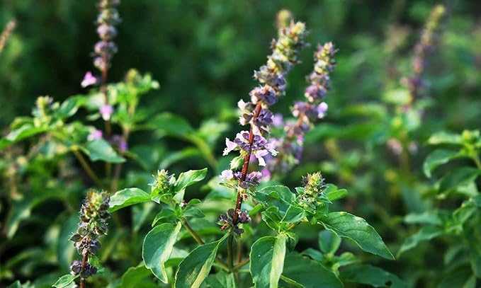 CEMEHA SEEDS - Seeds Ornamental Holy Basil Tulsi Thai Indoor Green Non GMO Herbs for Planting