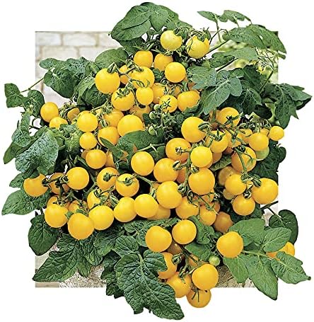 Park Seed Cherry Tomato Seeds, Planting Vegetables, Easy to Grow, Non-GMO, Variety of Colors and Sizes, Spring Garden, Patio Choice Yellow Hybrid, Pack of 30