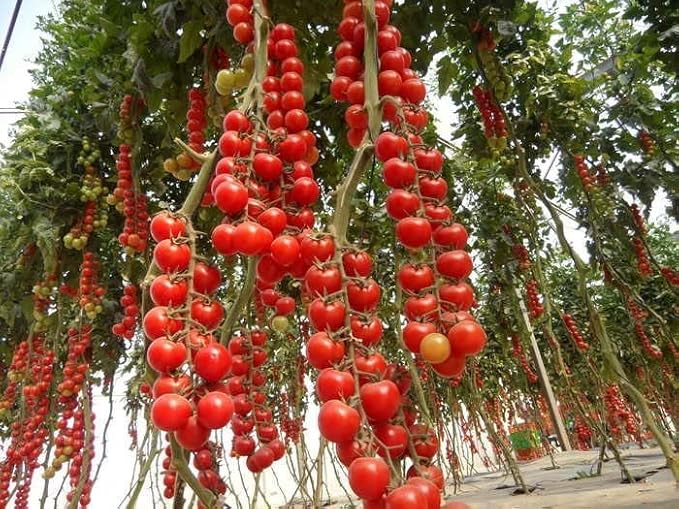 Seeds Vine Tomato - Giant - Heirloom Vegetable - GMO Free