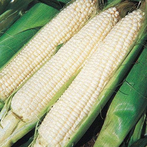 Park Seed Variety of Corn Seeds, Non-GMO Vegetable Seeds for Planting, Easy to Grow, Perfect for Harvesting, Silver Queen Hybrid, Pack of 200