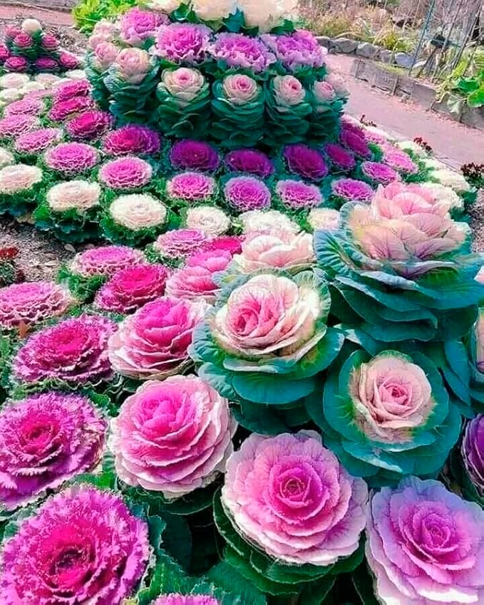 Seeds Flowering Kale Mix Large Leaf Decorative Cabbage Ornamental Non GMO Heirloom