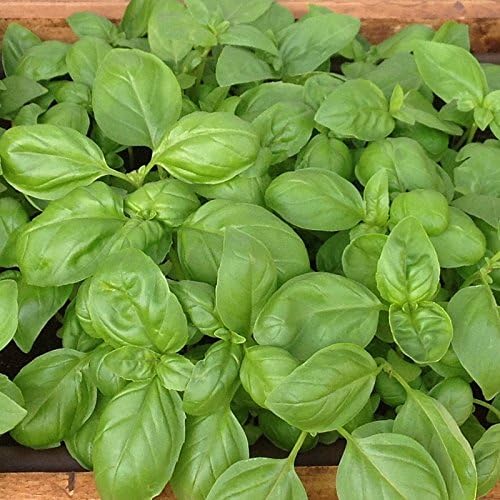 Dirt Goddess Super Seeds ~ Genovese Basil Seeds (1 lb) Bulk Non GMO