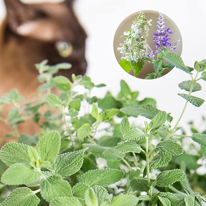 1000PCS Catnip Seeds for Planting White & Purple Mixed Flowers Easy to Grow Outdoor Home Garden Plant Nepeta Cataria Seeds