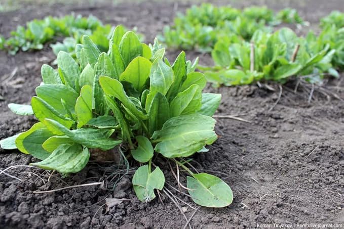 Garden Sorrel 2000+ Seeds for Planting Non-GMO