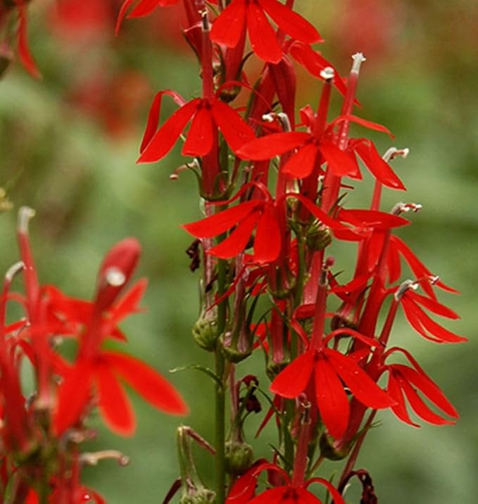 100PCS Cardinal Flower Seeds Red Lobelia Cardinalis Hummingbird Garden Plant Seeds
