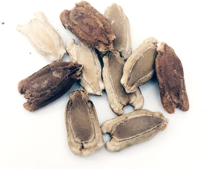 Bushel Basket Gourd Seeds (Lagenaria siceraria) 10 Seeds (3 g) - Huge Gourds for Crafts by Smoke Camp Crafts