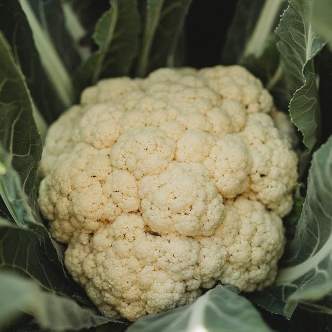 Amazing Cauliflower - 50 Seeds - Reliable Easy Growing Cauliflower Variety, Large White Crowns, Non-GMO Heirloom Cauliflower Seeds for Planting in The Home Garden, Thresh Seed Company