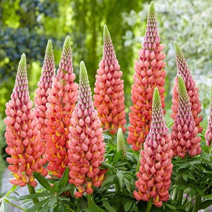 1000+ Seeds Perennial Texas Lupine Flower Seeds for Planting-Drought-Tolerant Ornamental Flower
