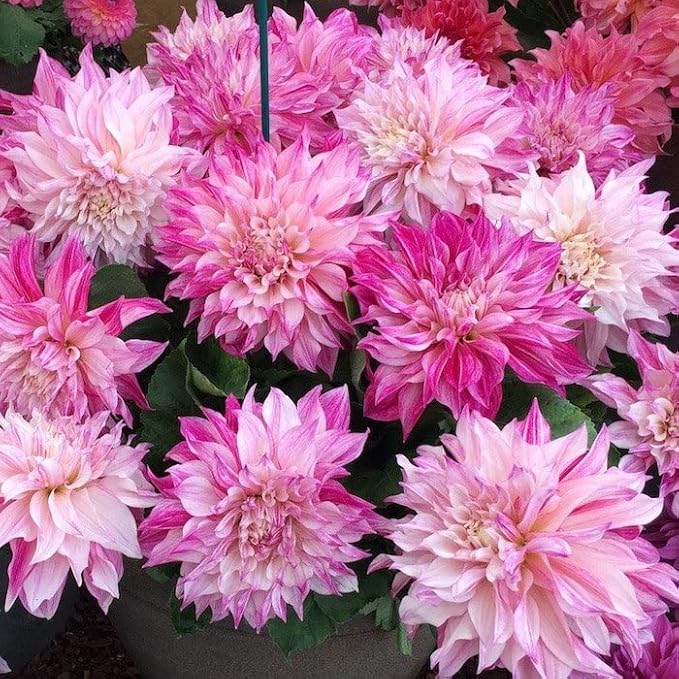 Eden Brothers Dahlia Bulbs (Dinnerplate) - Cafe Au Lait Rose, Non-GMO Bulbs for Planting, 2 Bulbs | Low-Maintenance Flower Bulbs, Plant During Spring, Zones 8, 9, 10, 11