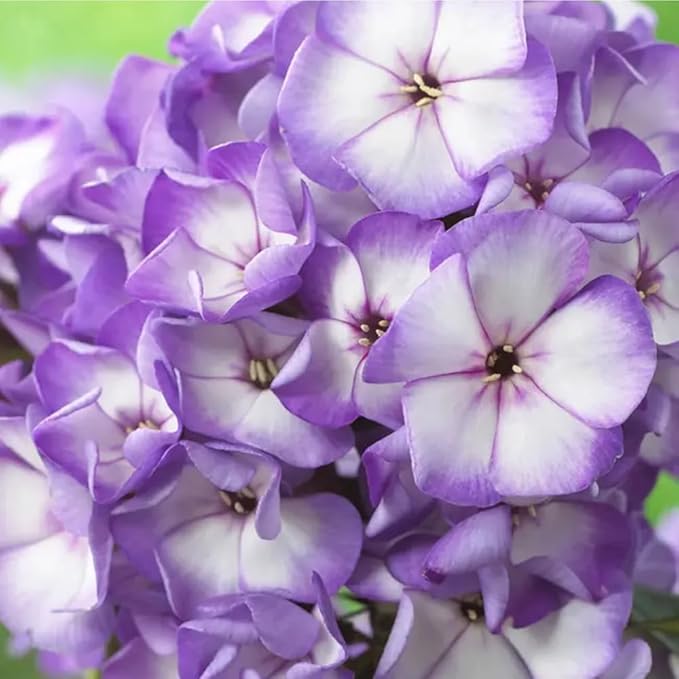 1000+ Creeping Phlox Seeds for Planting Outdoor-Phlox Seeds Perennial-Ground Cover Seed Annual Flower Thyme Non-GMO Heirloom Thymus Serpyllum Seed in Home
