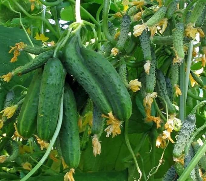 40+ Seeds Cucumber Titus F1 - Vegetable Green