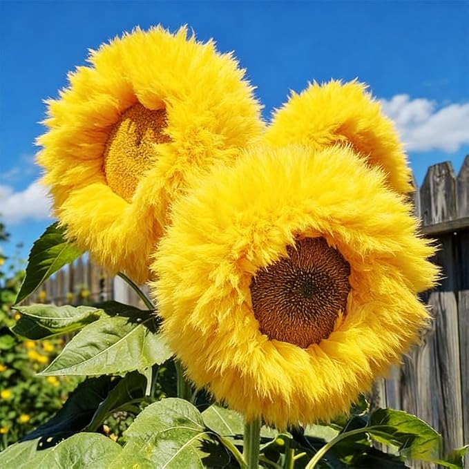 95+ Sunflower Seeds to Plant - Heirloom and Non-GMO Teddy Bear Sunflower Seeds for Planting - Blooms for Pollinator Support
