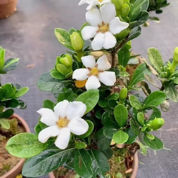 2 Assorted Jasmine Plants 4–8 Inch, Live Fragrant Jasmine Flowering Vine, Sweet Scented Blooms, Easy Care Indoor or Outdoor