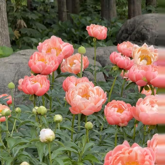 Mix Peony Seeds for Planting, 100+pcs Rare Perennial Peony Flower Seeds Plants, Non-GMO Heirloom Attracts Pollinators Blooms Flowers Plants for Home Garden Outdoors