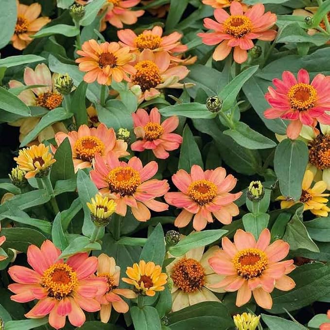 Eden Brothers Zinnia Seeds - Profusion Apricot, Non-GMO Seeds for Planting, Packet | Low-Maintenance Flower Seeds, Plant During Spring, Zones 2, 3, 4, 5, 6, 7, 8, 9, 10