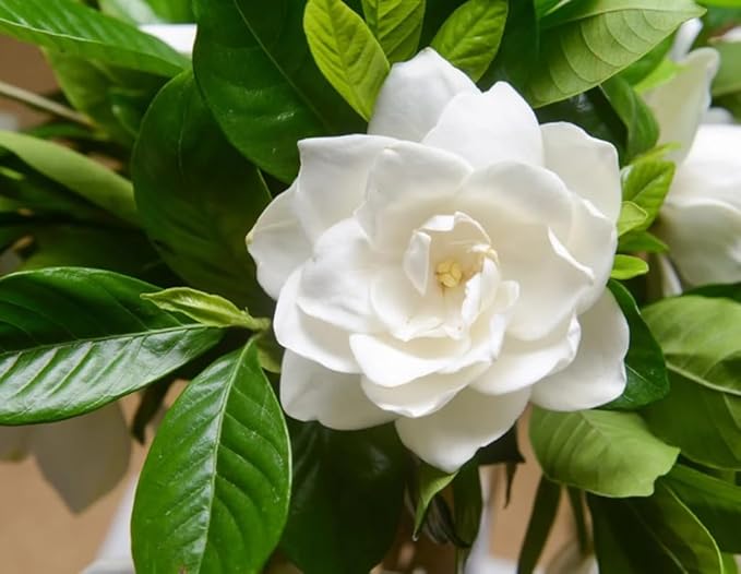 100PCS Gardenia Seeds Cape Jasmine Jasminiodes Fragrant White Shrub Flower Seeds