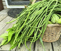 60 You Fong Wong Yard Long Bean Seeds | Black Seeded USA Asparagus Green String Bean Cowpea Chinese Asian Vegetable Seed