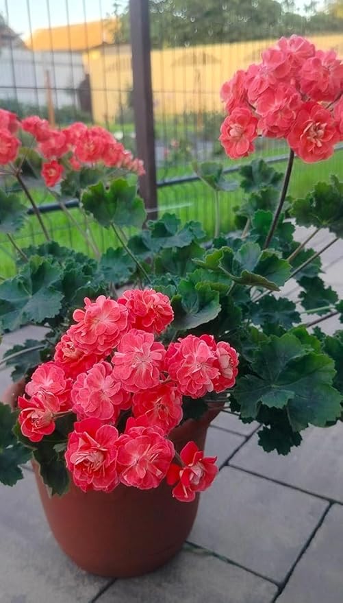 10+ Mixed Geranium Seeds Luster Mix Fragrant Flowers Garden Planting
