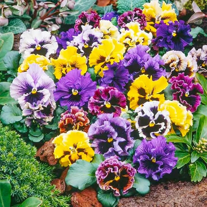 200+ Perennial Viola Philippica Violet Flower Seeds for Planting-Beautiful Herba Violae Flower