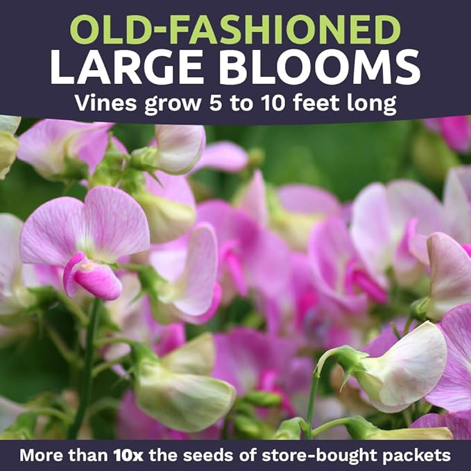 Sweet Pea Seeds Heirloom Mix - Bulk 1/4 Pound Bag - Over 1,400 Seeds - Large Fragrant Lavender, Purple, Red, Pink and White Blooms