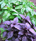 Seeds Basil Mix [Cardinal, Genovese, Sweet, Purple, Cinnamon, Opal] Indoor - Heirloom Herbs - GMO Free