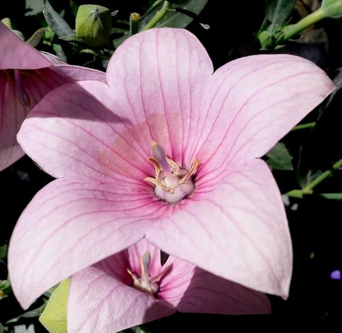 Seeds Pink Balloon Flower Platycodon Chinese Bellflower Perennial Flowers