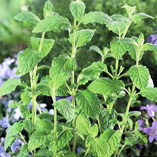 100 Strawberry Mint Herb Seeds Non-GMO Fragrant Rare US Grown Mentha piperita